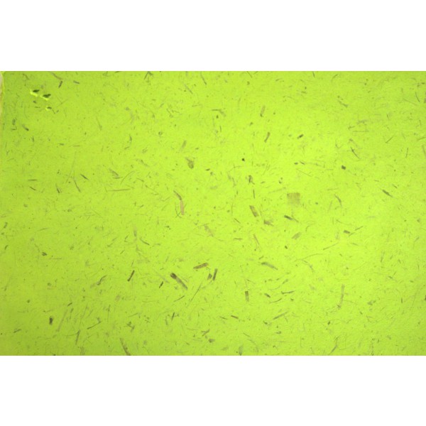 Banana papir - Rola - Svetlo zelena - 1m x 25m