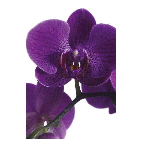 OASIS® VIZITKA -  Vijolična orhideja 25 kom/pak