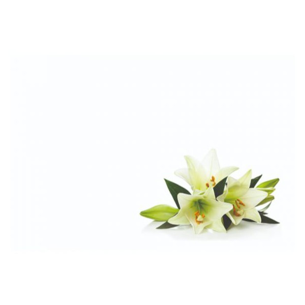OASIS® VIZITKA - Lilije 25 kom/pak