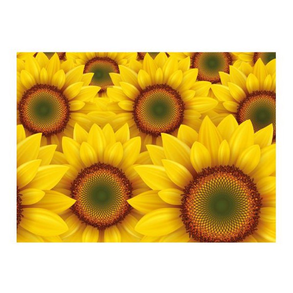 OASIS® VIZITKA -  Sončnice 25 kom/pak