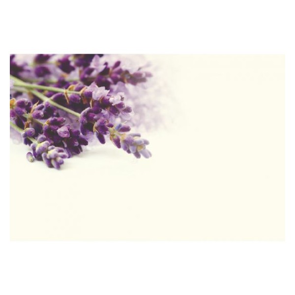 OASIS® VIZITKA -  Sivka - 50 kom/pak